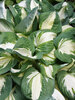 Hosta Vulcan