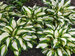 Hosta Vulcan