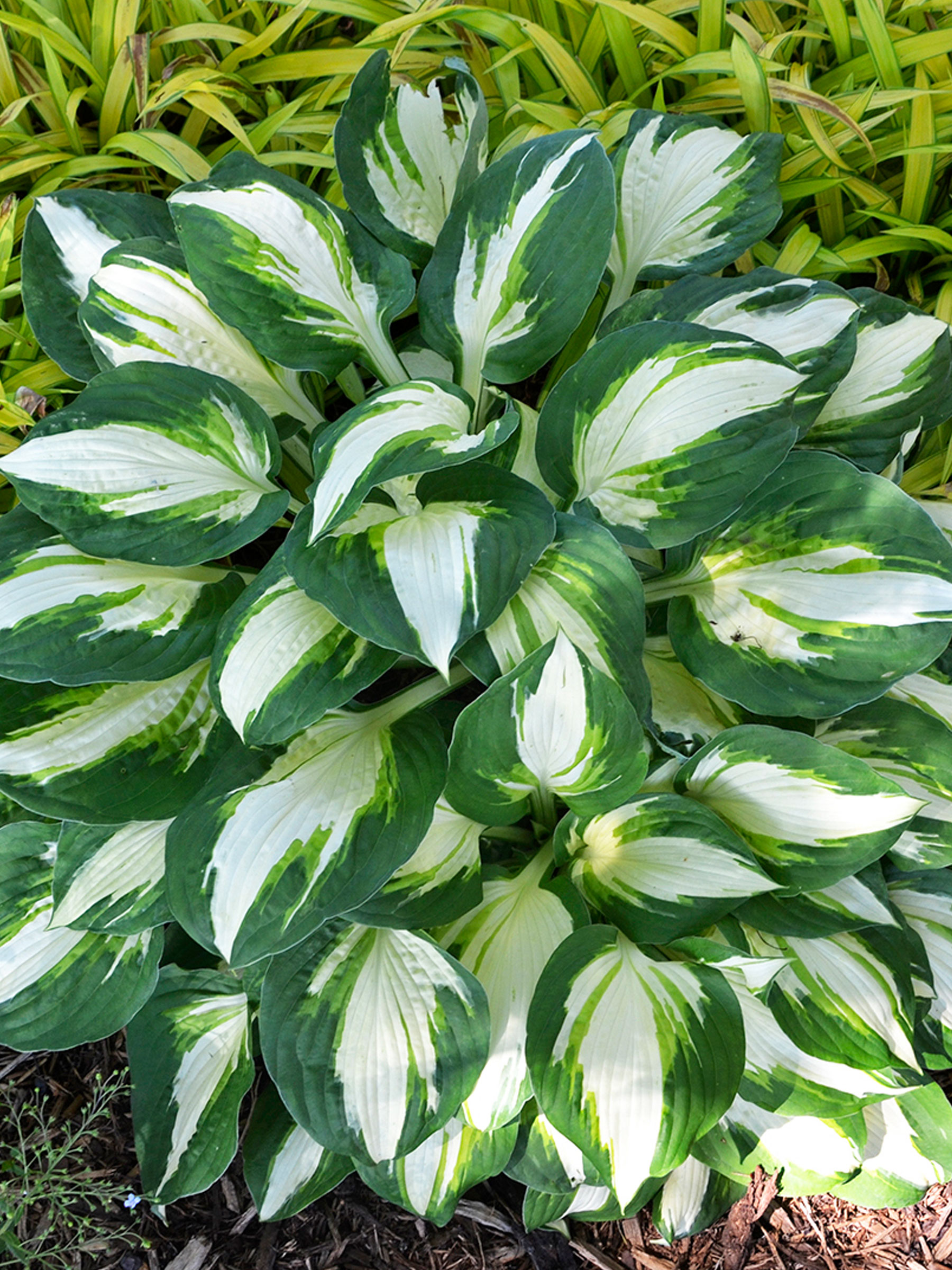 Hosta Vulcan | Bluestone Perennials