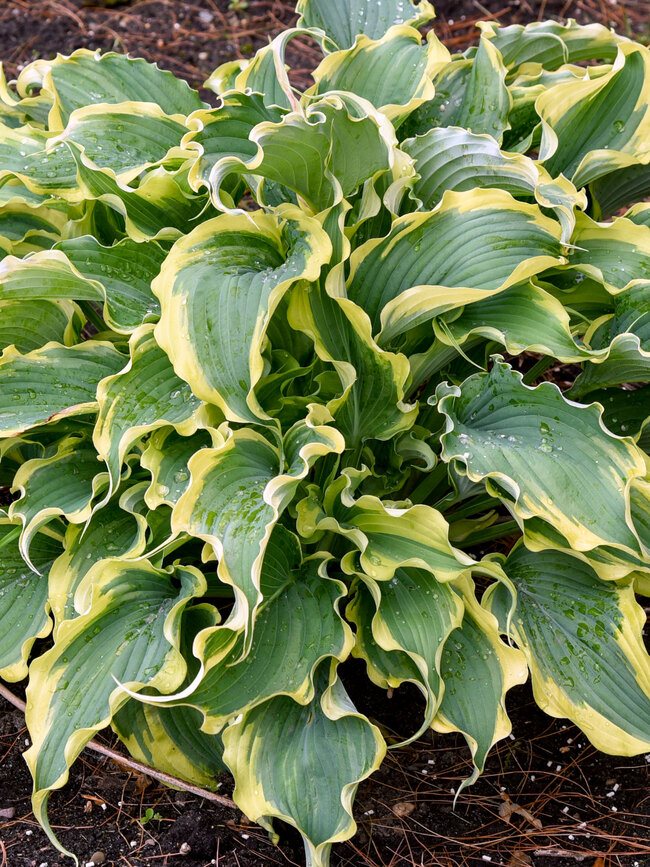 Hosta Voices in the Wind