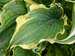 Hosta Voices in the Wind