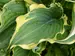 Hosta Voices in the Wind