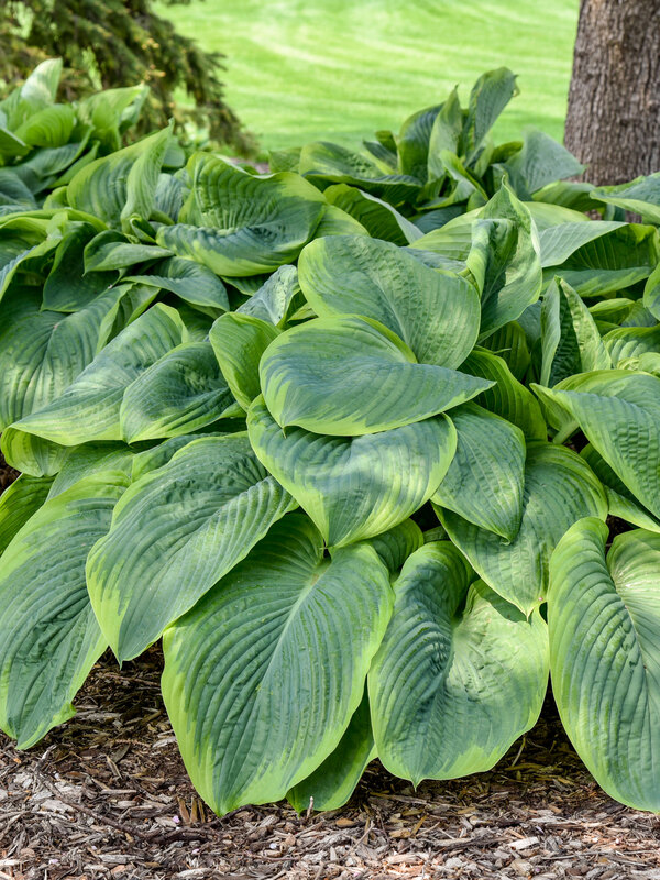 Hosta Wu-La-La