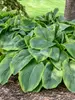 Hosta Wu-La-La