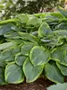 Hosta Wu-La-La