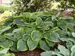 Hosta Wu-La-La