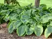 Hosta Wu-La-La
