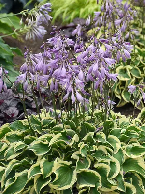 Link to Hosta Wrinkle in Time