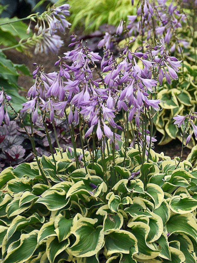 Hosta Wrinkle In Time