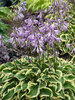 Hosta Wrinkle In Time