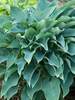 Hosta Yankee Blue