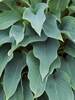 Hosta Yankee Blue