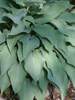 Hosta Yankee Blue