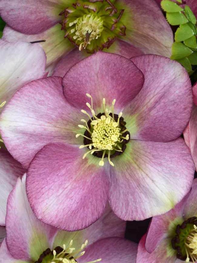 Helleborus Paris in Pink