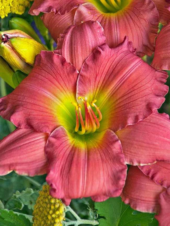 Hemerocallis Passionate Returns