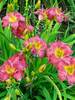 Hemerocallis Passionate Returns