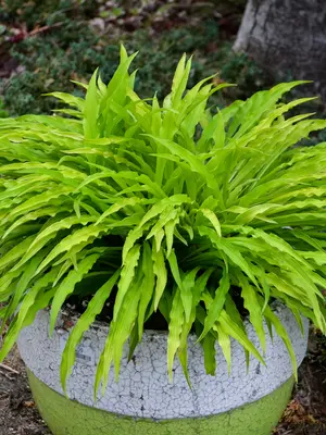 Link to Hosta Party Streamers