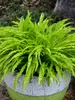 Hosta Party Streamers
