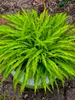 Hosta Party Streamers