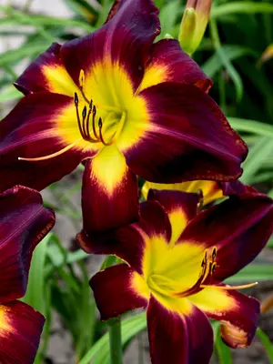 Link to Hemerocallis Persian Ruby