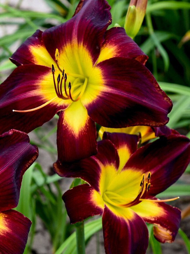 Hemerocallis Persian Ruby