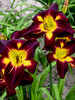 Hemerocallis Persian Ruby