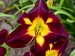 Hemerocallis Persian Ruby