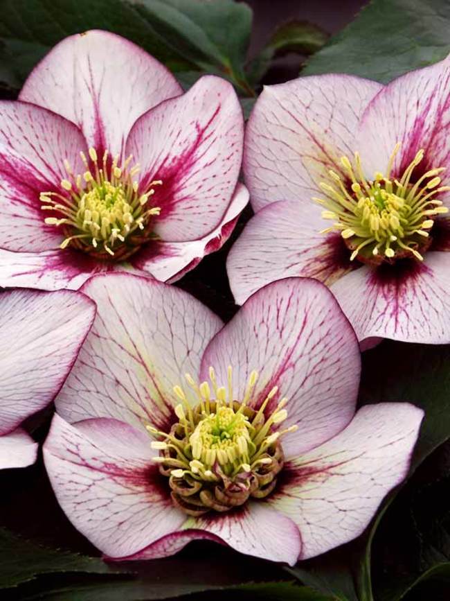 Helleborus Pink Fizz