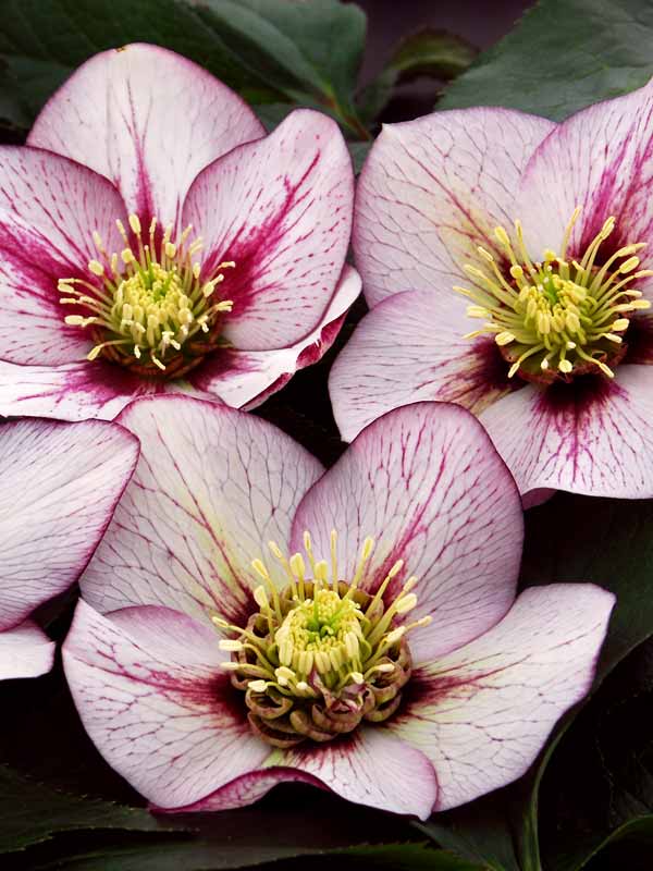 Helleborus Pink Fizz | Bluestone Perennials
