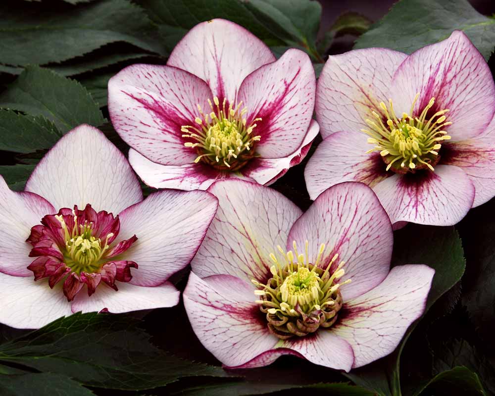 Helleborus Pink Fizz | Bluestone Perennials