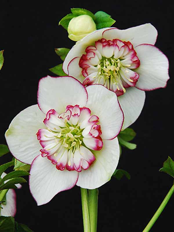 Helleborus Picotee Pearl | Bluestone Perennials