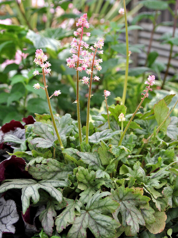 Heucherella Pink Stardust