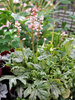 Heucherella Pink Stardust