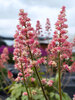 Heucherella Pink Stardust