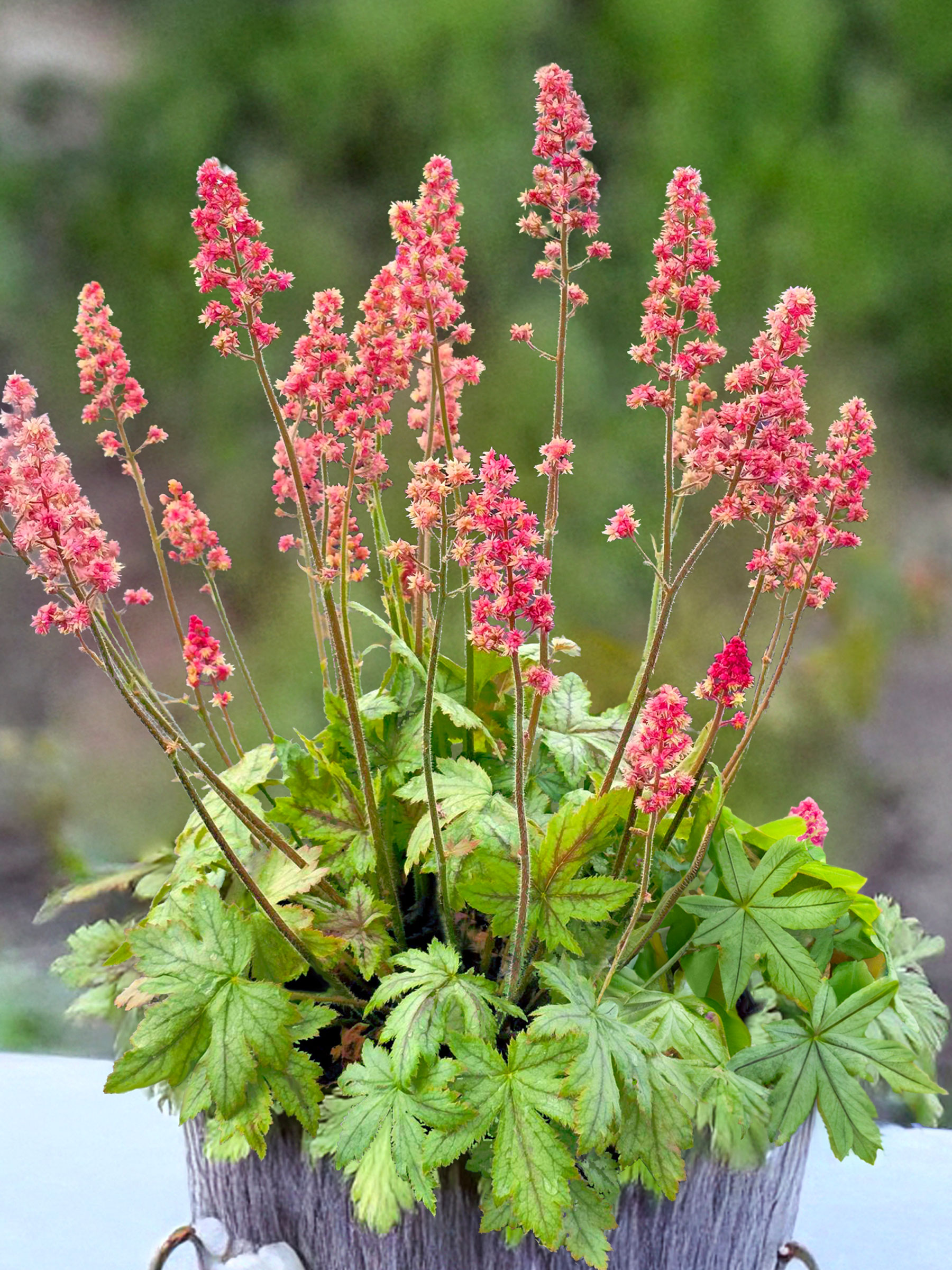Heucherella Pink Stardust | Bluestone Perennials
