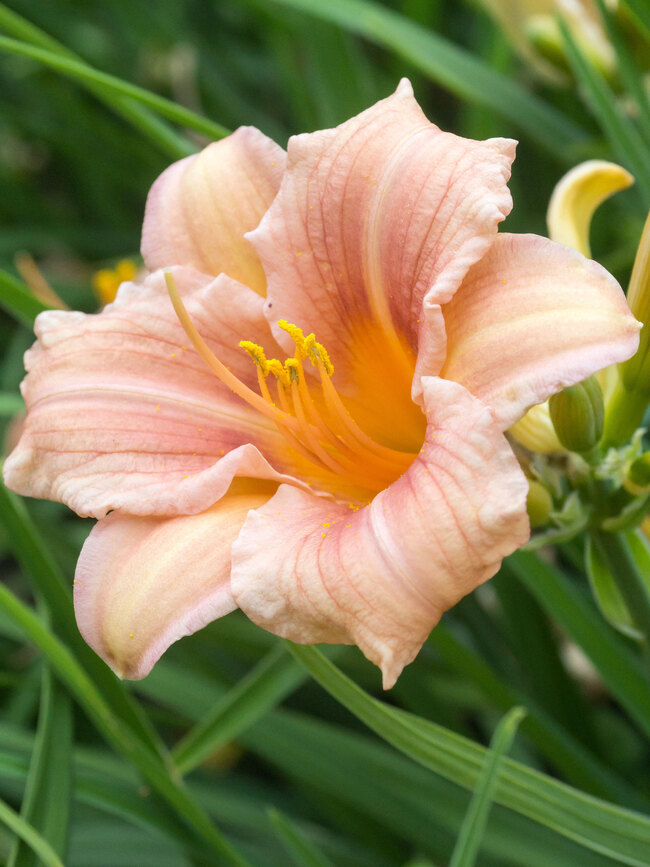 Hemerocallis Pink Wing