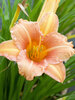 Hemerocallis Pink Wing