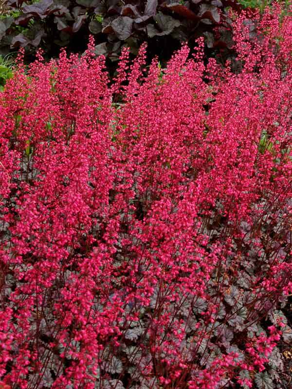 Heuchera Rave On