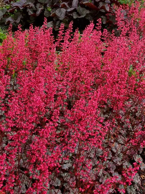 Heuchera Rave On