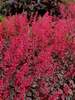 Heuchera Rave On