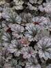 Heuchera Rave On