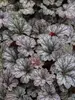 Heuchera Rave On