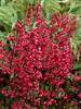 Heuchera Rave On