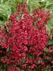 Heuchera Rave On