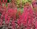 Heuchera Rave On