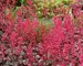 Heuchera Rave On