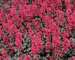 Heuchera Rave On