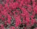 Heuchera Rave On