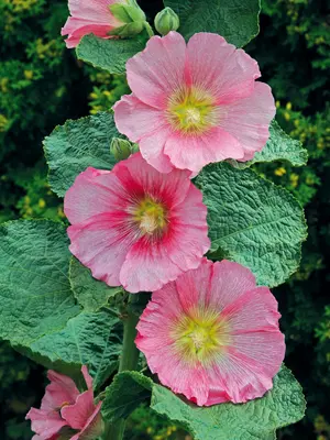 Link to Hollyhock Radiant Rose