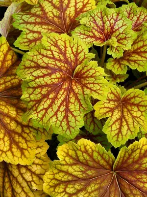 Link to Heuchera Red Lightning